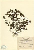 藏品(疏花風輪菜)的圖片